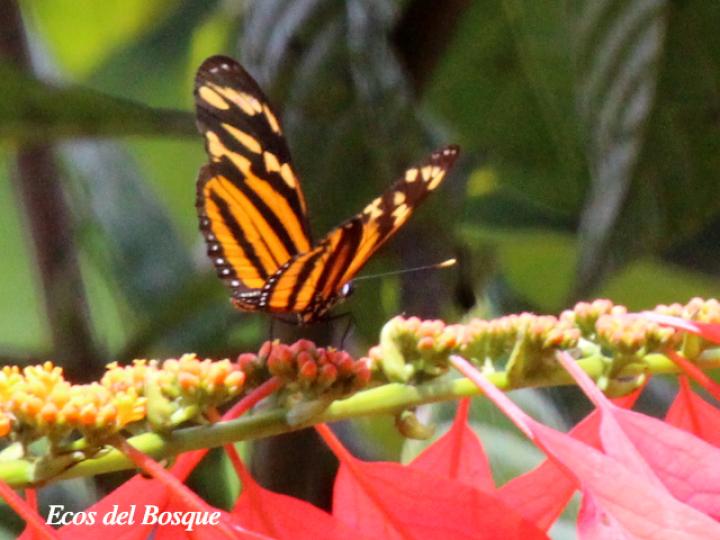 Melinaea lilis en W. coccinea