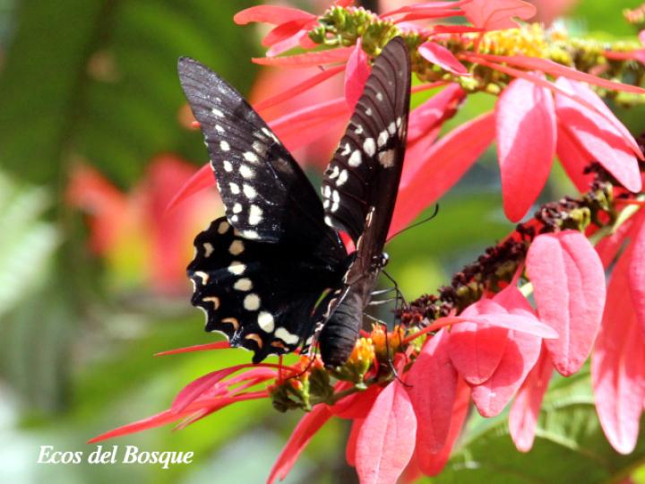 Pterourus menatius en W. coccinea