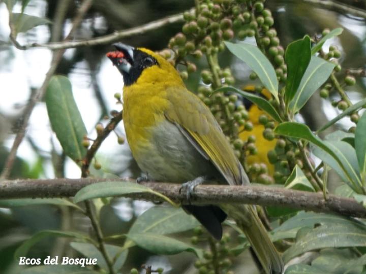 Caryothraustes poliogaster (Picogrueso Carinegro)