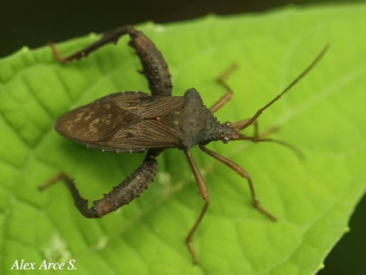 Acanthocephala bicoloripes