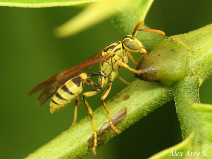 Agelaia cajennensis (Avispa de cavidades de cayena)