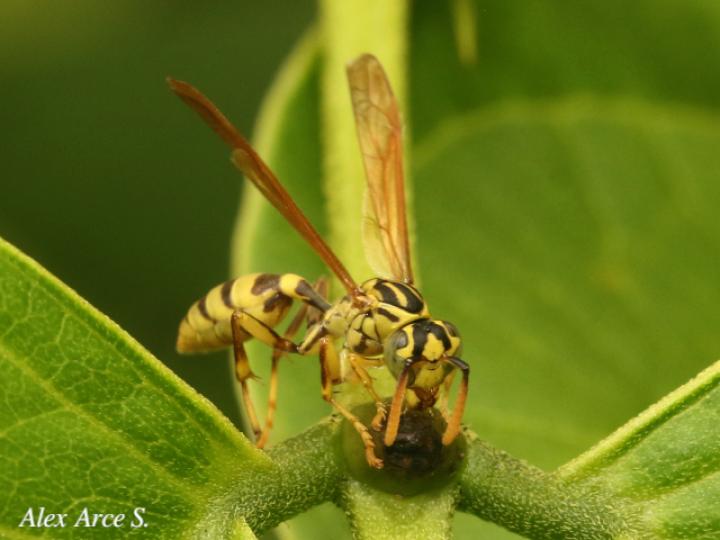 Agelaia cajennensis (Avispa de cavidades de cayena)