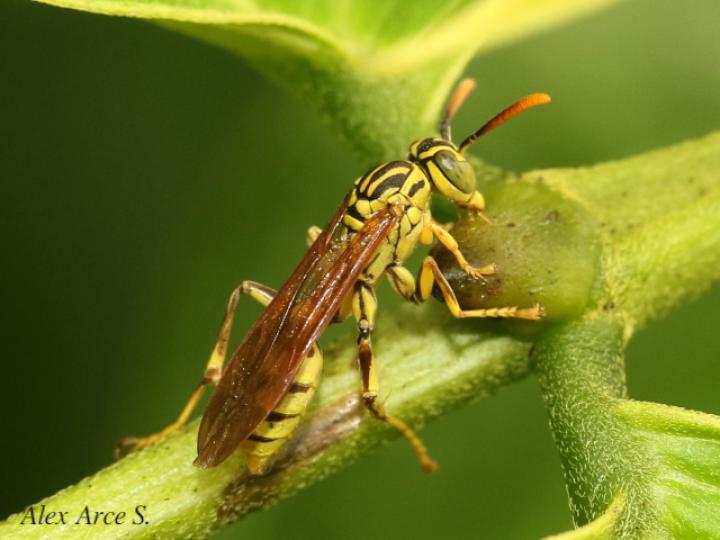 Agelaia cajennensis (Avispa de cavidades de cayena)