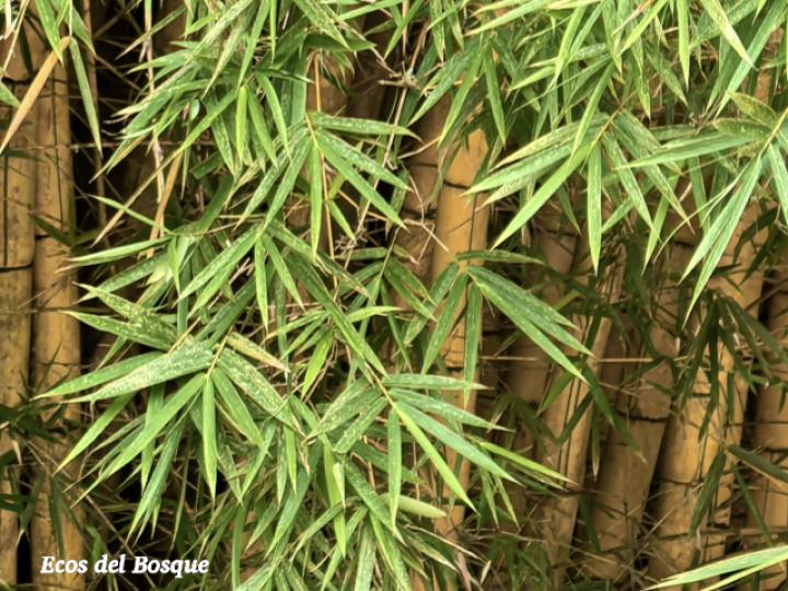 Bambusa vulgaris (Bambú)