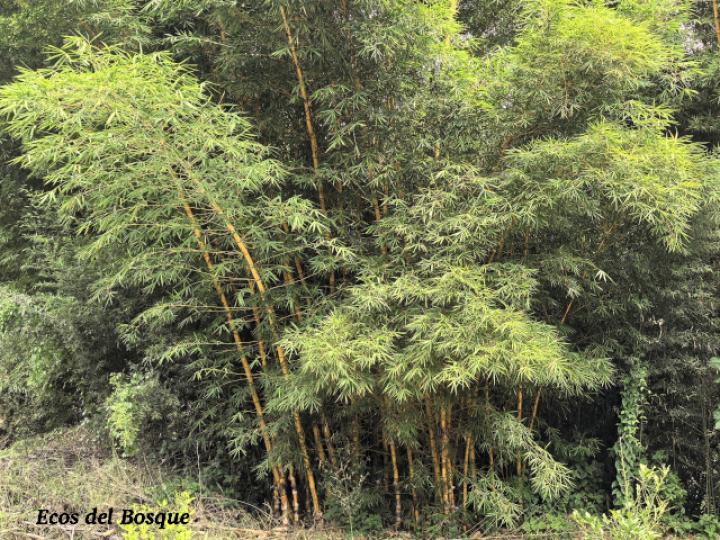 Bambusa vulgaris (Bambú)