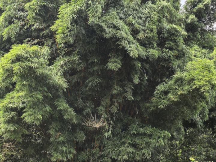 Bambusa vulgaris (Bambú)