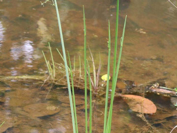 Cyperus haspan (Papiro enano)