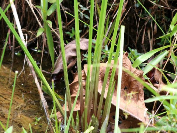 Cyperus haspan (Papiro enano)