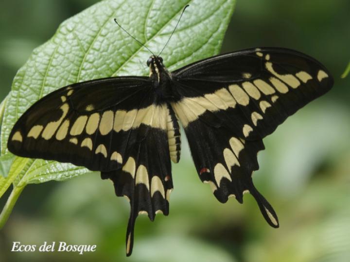 Heraclides thoas nealces