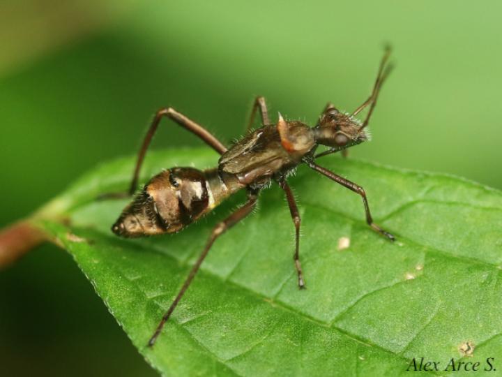 Hyalymenus tarsatus (Insecto texano patas arqueadas)