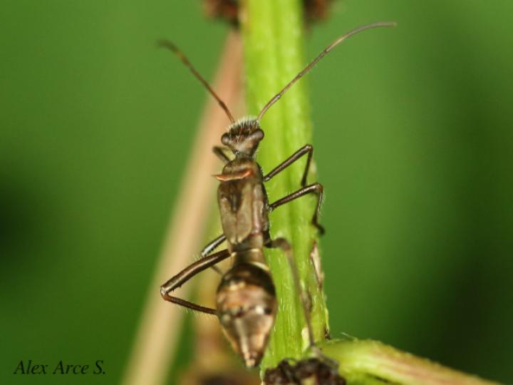 Hyalymenus tarsatus (Insecto texano patas arqueadas)
