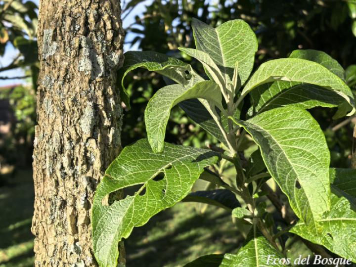 Iochroma arborescens