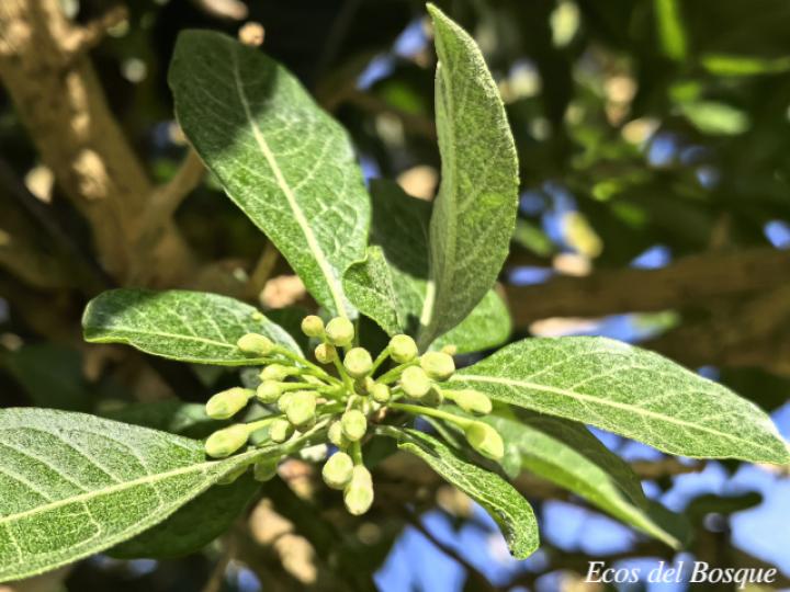 Iochroma arborescens
