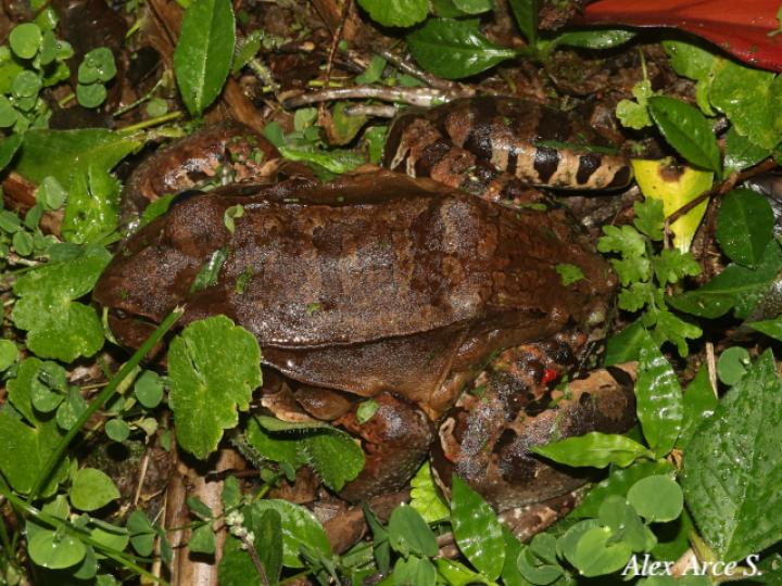Leptodactylus savagei (Rana toro centroamericana)