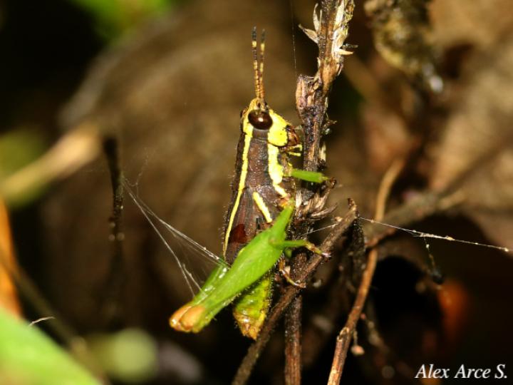 Leptomerinthoprora brevipennis