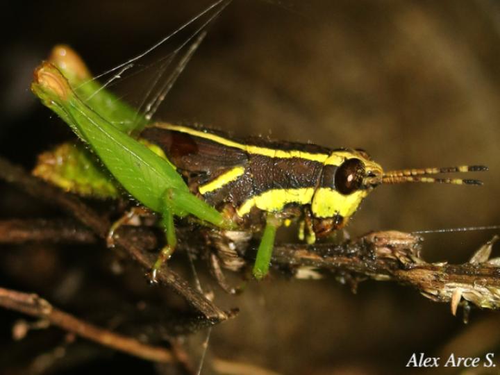 Leptomerinthoprora brevipennis