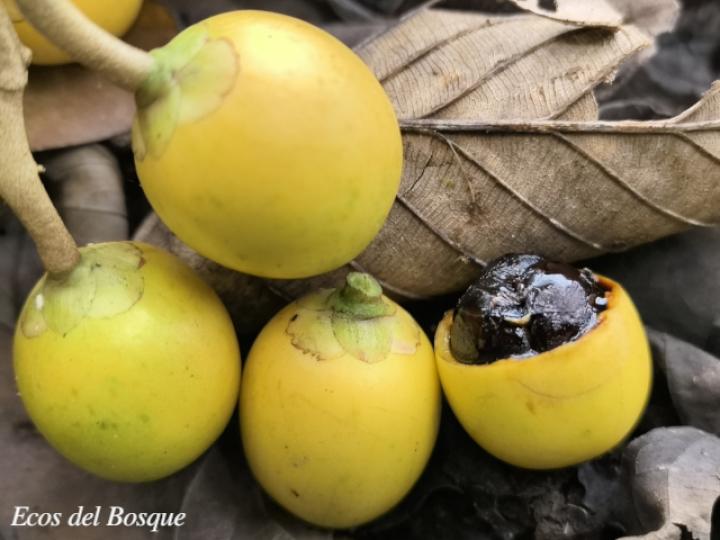 Maripa nicaraguensis