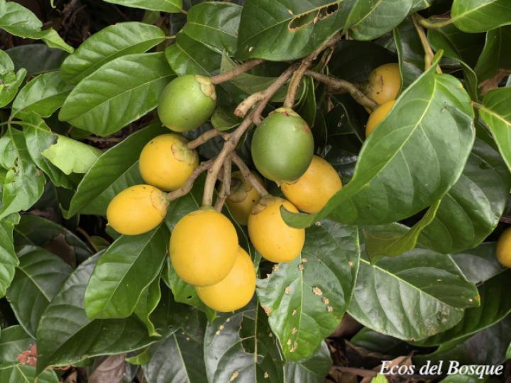 Maripa nicaraguensis