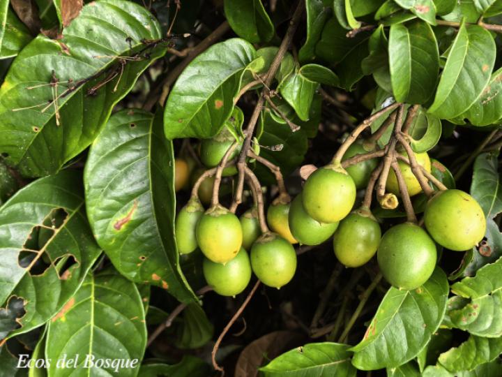 Maripa nicaraguensis