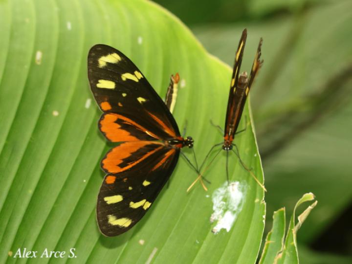 Mechanitis polymnia isthmia