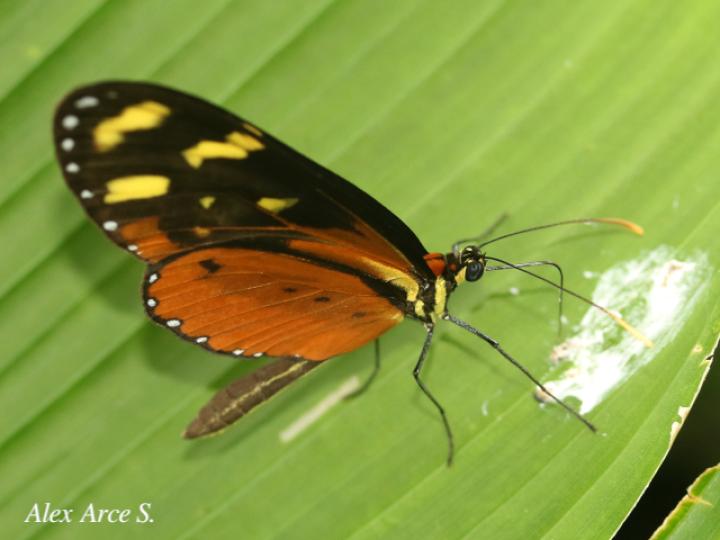 Mechanitis polymnia isthmia