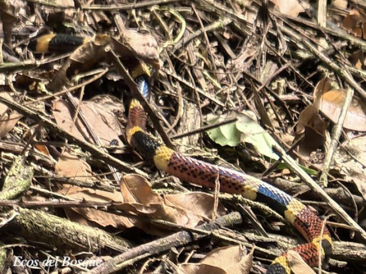 Micrurus mosquitensis