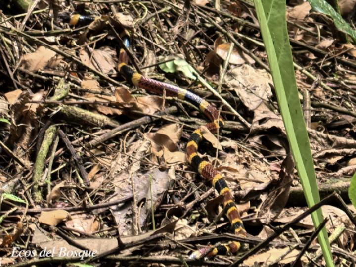 Micrurus mosquitensis