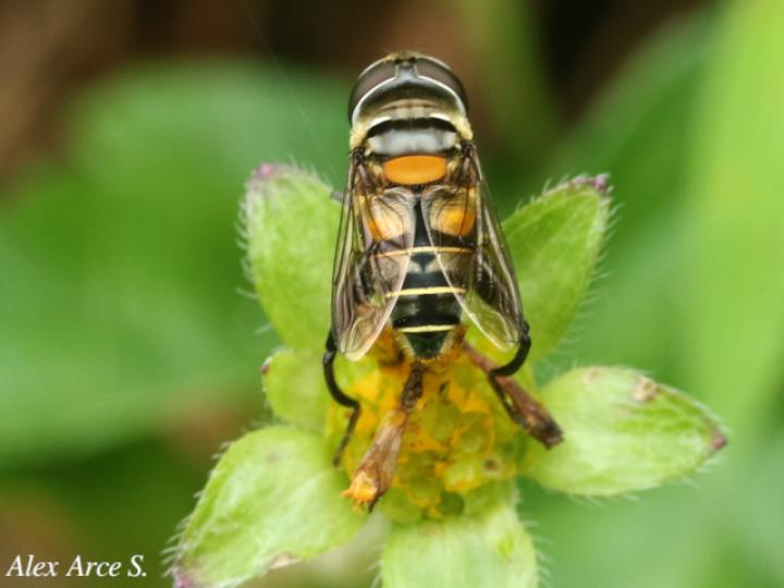 Palpada agrorum (Mosca de las flores)