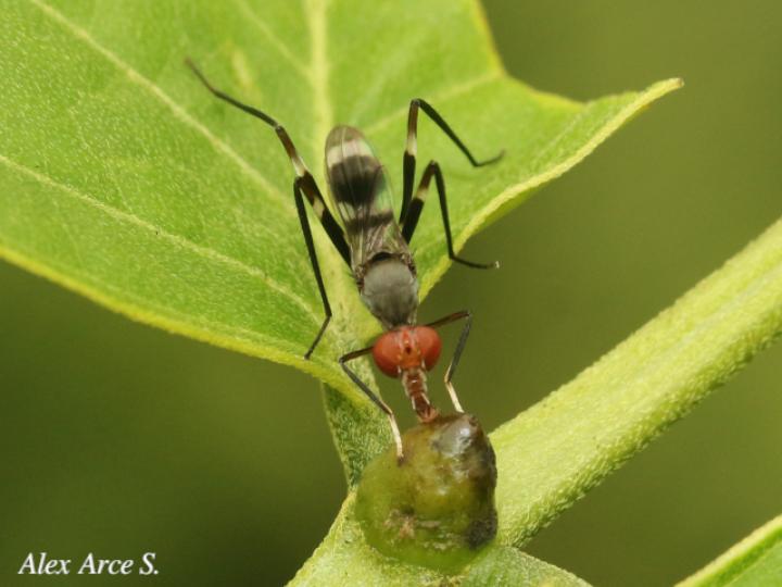 Paragrallomyia angulata