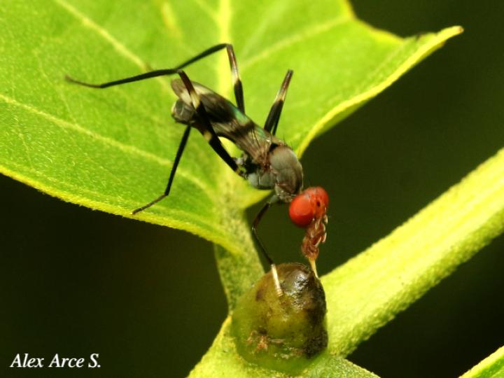 Paragrallomyia angulata