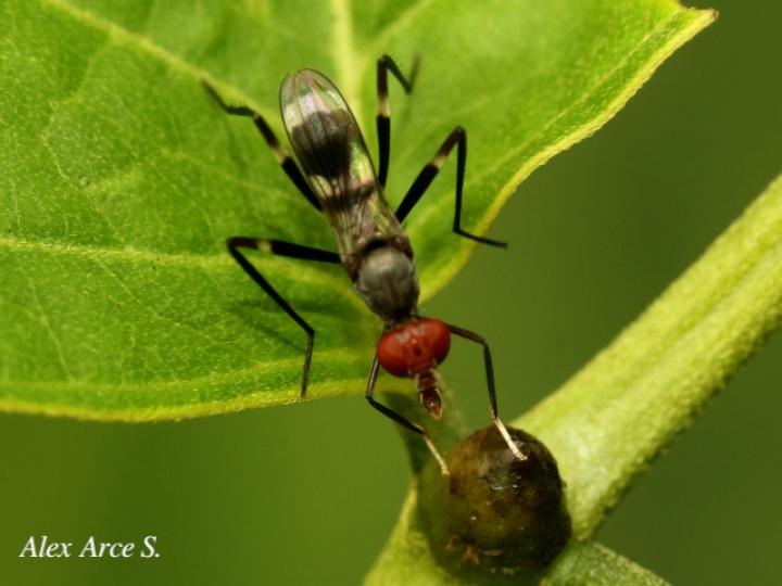 Paragrallomyia angulata