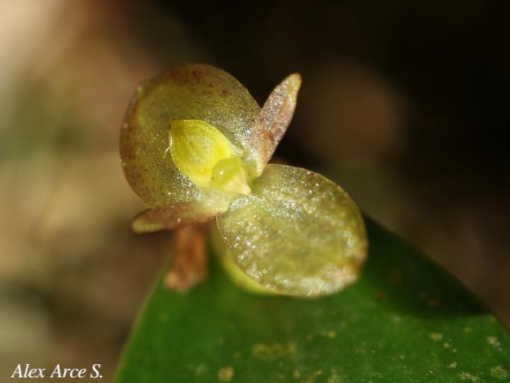 Pleurothallis bitumida