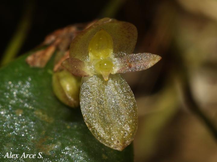 Pleurothallis bitumida