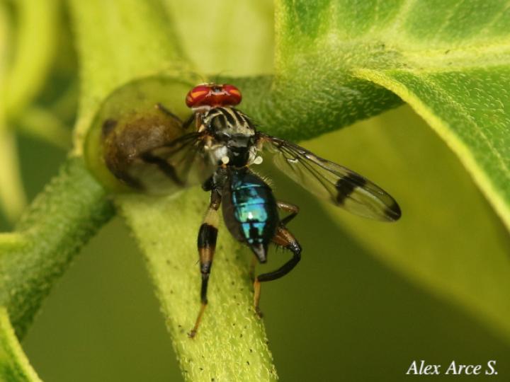 Richardia eburneosignata