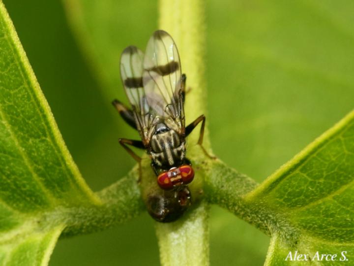 Richardia eburneosignata