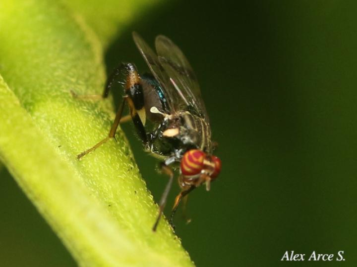 Richardia eburneosignata