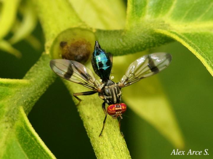 Richardia eburneosignata