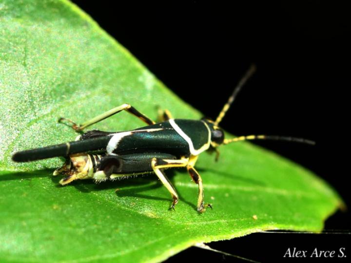 Ripipteryx limbata (Padrecito)