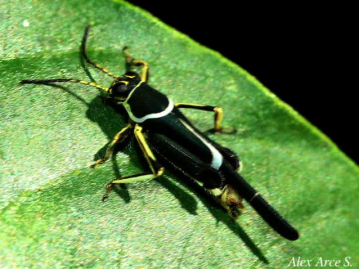 Ripipteryx limbata (Padrecito)
