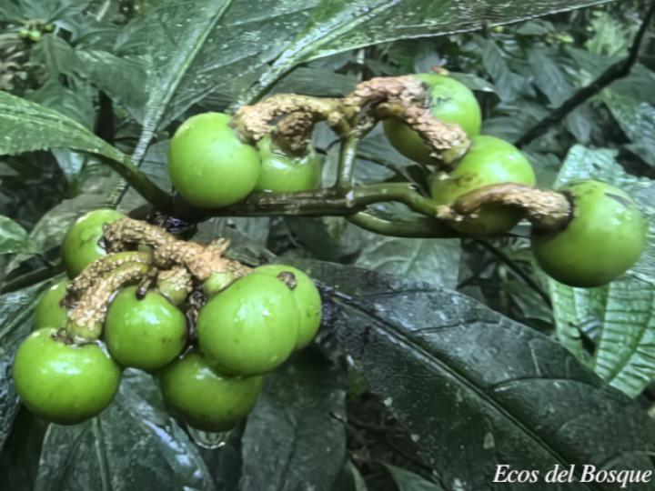 Solanum rovirosanum (Tomatillo)