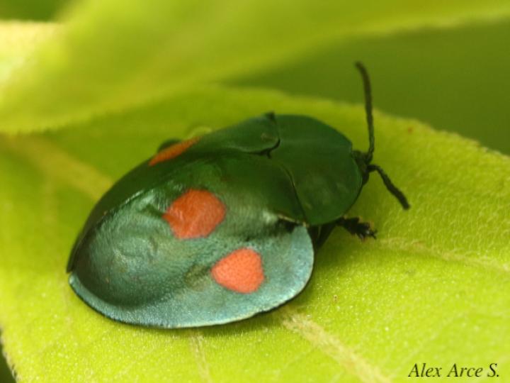 Stolas lebasii (Escarabajo tortuga)