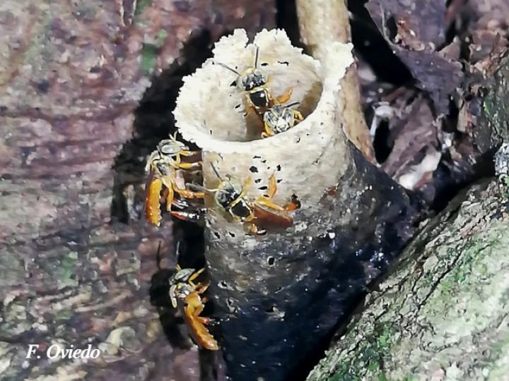Tetragonisca angustula (Mariolas)