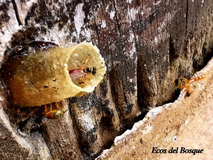 Tetragonisca angustula (Mariolas)