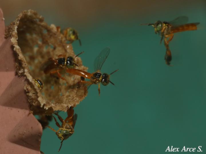 Tetragonisca angustula (Mariolas)