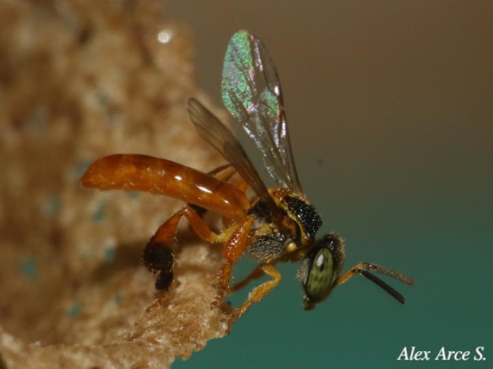 Tetragonisca angustula (Mariolas)