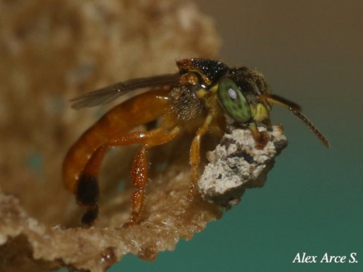 Tetragonisca angustula (Mariolas)