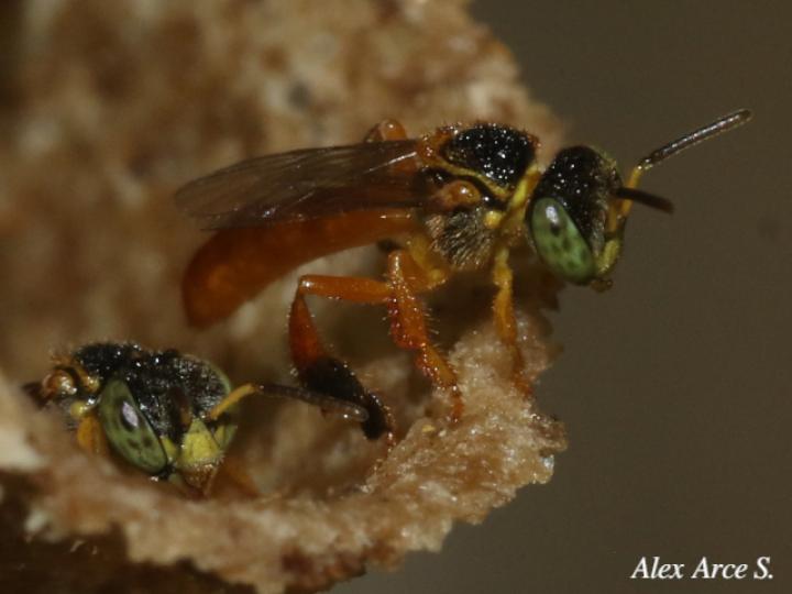 Tetragonisca angustula (Mariolas)