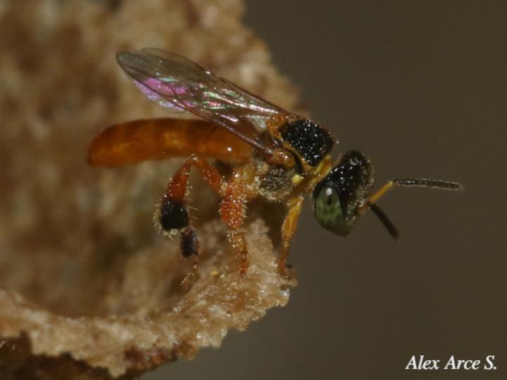 Tetragonisca angustula (Mariolas)