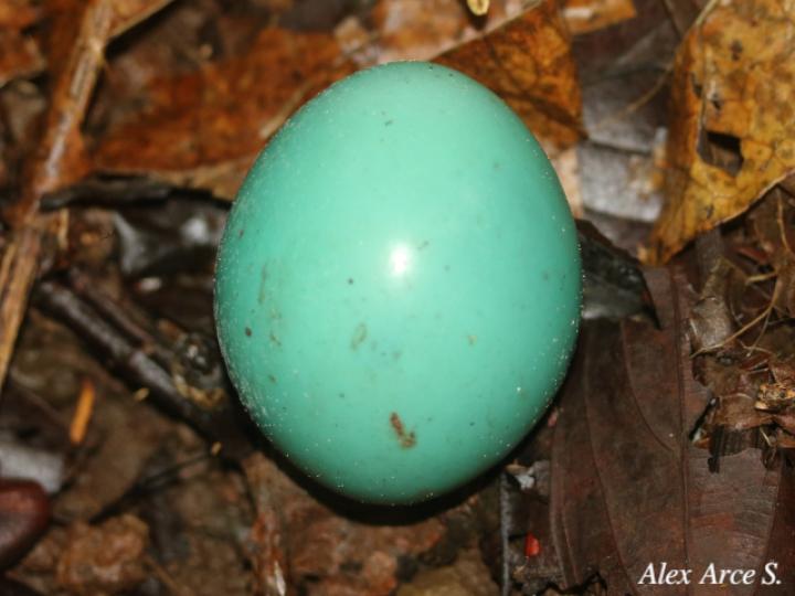 Tinamus major (Tinamú grande)