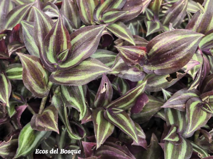 Tradescantia zebrina (Cucaracha)